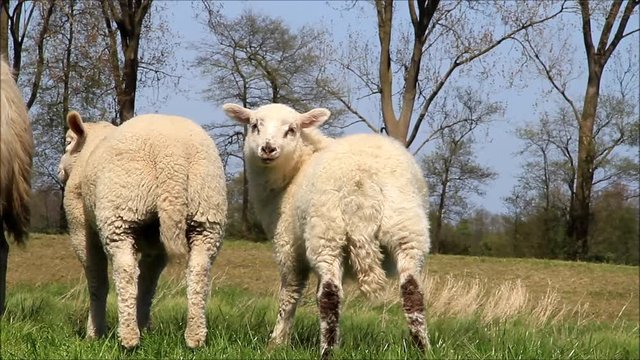 sheep,  two little white lambs on dike
