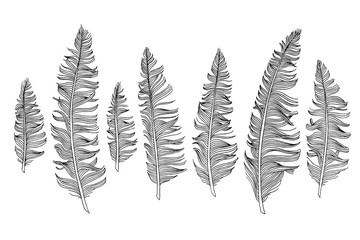 Hand drawn ink illustration of feathers