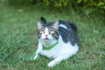 Cute cat on the plant relax outdoor