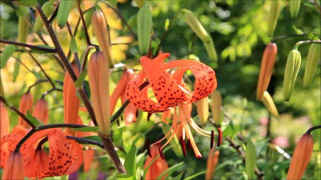 flower orange lily, Lilium lancifolium, Tiger Lilie
