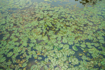 Fototapeta na wymiar Lotus leaf small in pond