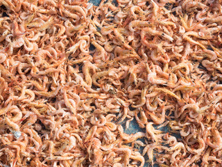 Shrimp dry