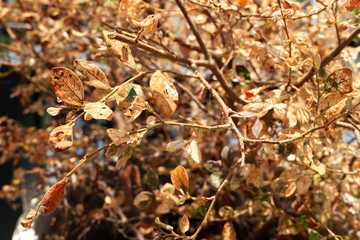 Dry leaf