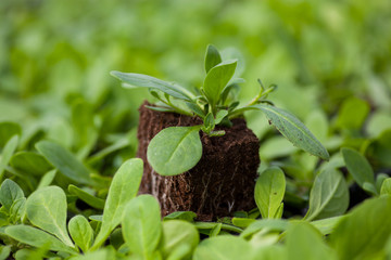 The Beautiful little seedlings in cups close up.