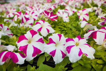 Image full of colourful petunia hybrida flowers