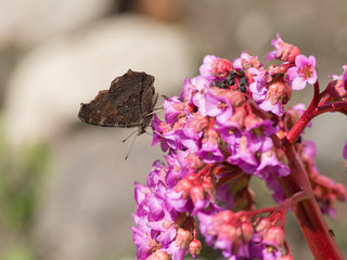 butterfly in profile