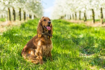 English cocker spaniel in the fruit garden