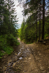 Fototapeta na wymiar The road through the wood, Carpathians