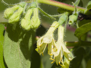 Blooming blue honeysuckle flowers on branch with bokeh background macro, selective focus, shallow DOF