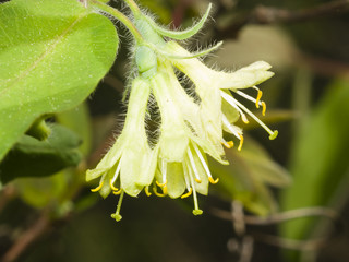 Blooming blue honeysuckle flowers on branch with bokeh background macro, selective focus, shallow DOF