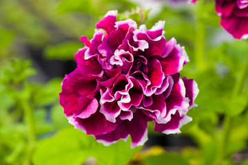 Beautiful Petunia  flower close-up on a background of green foliage