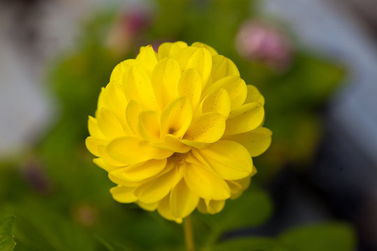 One flower yellow colour on green natural background.