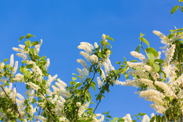 Obraz premium a blooming garden in spring, the cherry tree