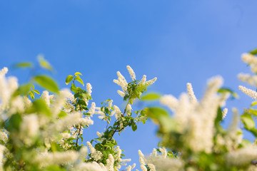 a blooming garden in spring, the cherry tree