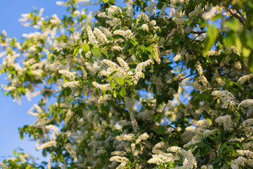 a blooming garden in spring, the cherry tree