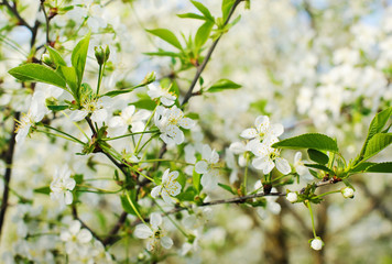 Beautiful blooming cherry tree