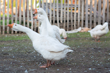 a flock of domestic geese white we walk through the village