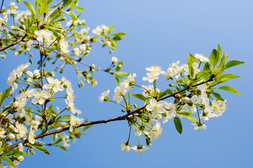 Beautiful cherry blossom