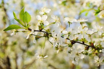 Beautiful cherry blossom