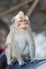 Closeup of Koh Chang monkey sitting on a scooter seat, Thailand