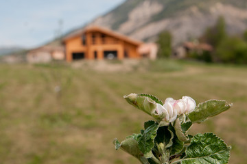 fleur de pommier sur fond de chalet en bois