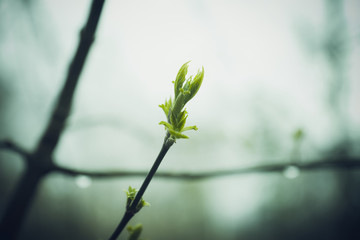 Spring buds on branches, on a dark background. Selective focus. Shallow depth of field. Toned image.