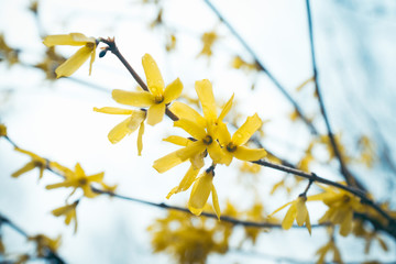 Forsythia bush on the blue sky background in spring season