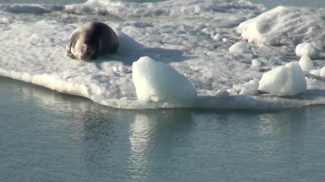 Crying Leopard Seal float sleeping on an Iceberg in Arctic. Fantastic wonderful amazing video grenland nature iceland. Lovely shooting the life of nature, seaside and mountains. Global warming.