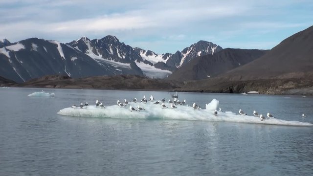 Seagulls sit and float on an iceberg in the Arctic. Fantastic wonderful amazing video grenland nature iceland. Lovely shooting the life of nature, seaside and mountains. Global warming.