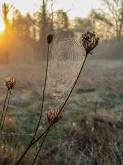 Spider web illuminated by sun