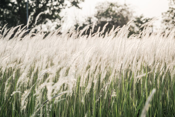 white grasses field