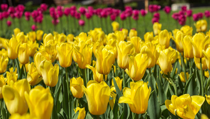 Yellow and pink tulip field