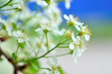 Blooming tree . Spring blossom nature background. 