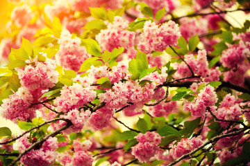 Vintage blossoming sakura against the sky in the morning