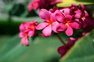 Fototapeta na wymiar exotic pink plumeria flowers on the tree in park