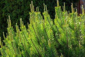 fir tree's branches forming a background