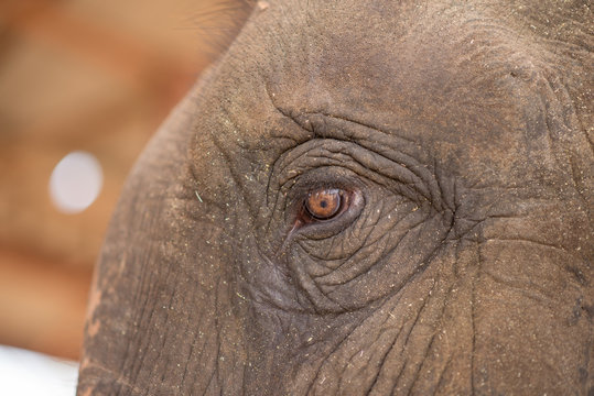 Fototapeta Close up elephant's eye