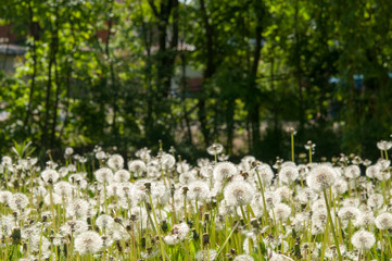 flower dandelion in park