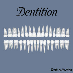 Dentition © brovarky