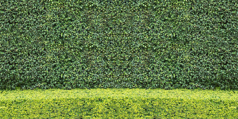 Two tone Natural green leaf wall and Texture background..