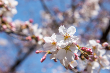 Naklejka premium cherry blossom