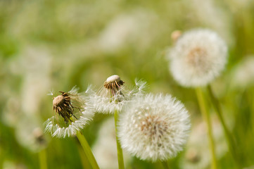flower dandelion in park