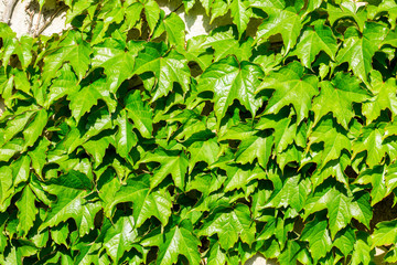 Ivy on a stone wall