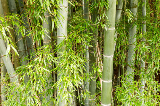 Bamboo forest