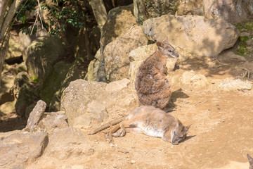 Kangaroo