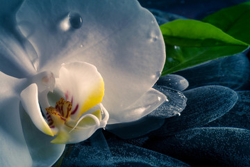 Panele Szklane  Dzika orchidea