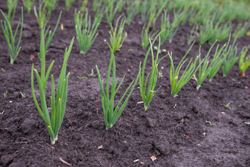 agriculture, onions, garden, green, harvest, Plantation
