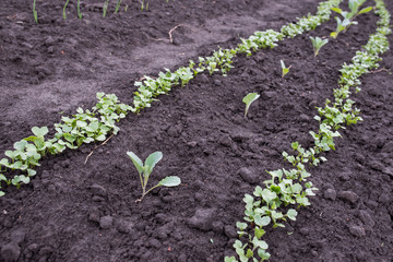 radishes, garden, bed, Agriculture