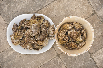 fresh oysters