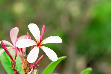 Plumeria flower with copy space for background.